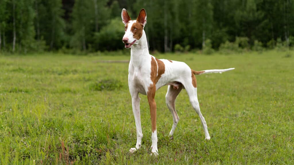 Podenco d&rsquo;Ibiza : caractère, éducation et santé de ce lévrier espagnol