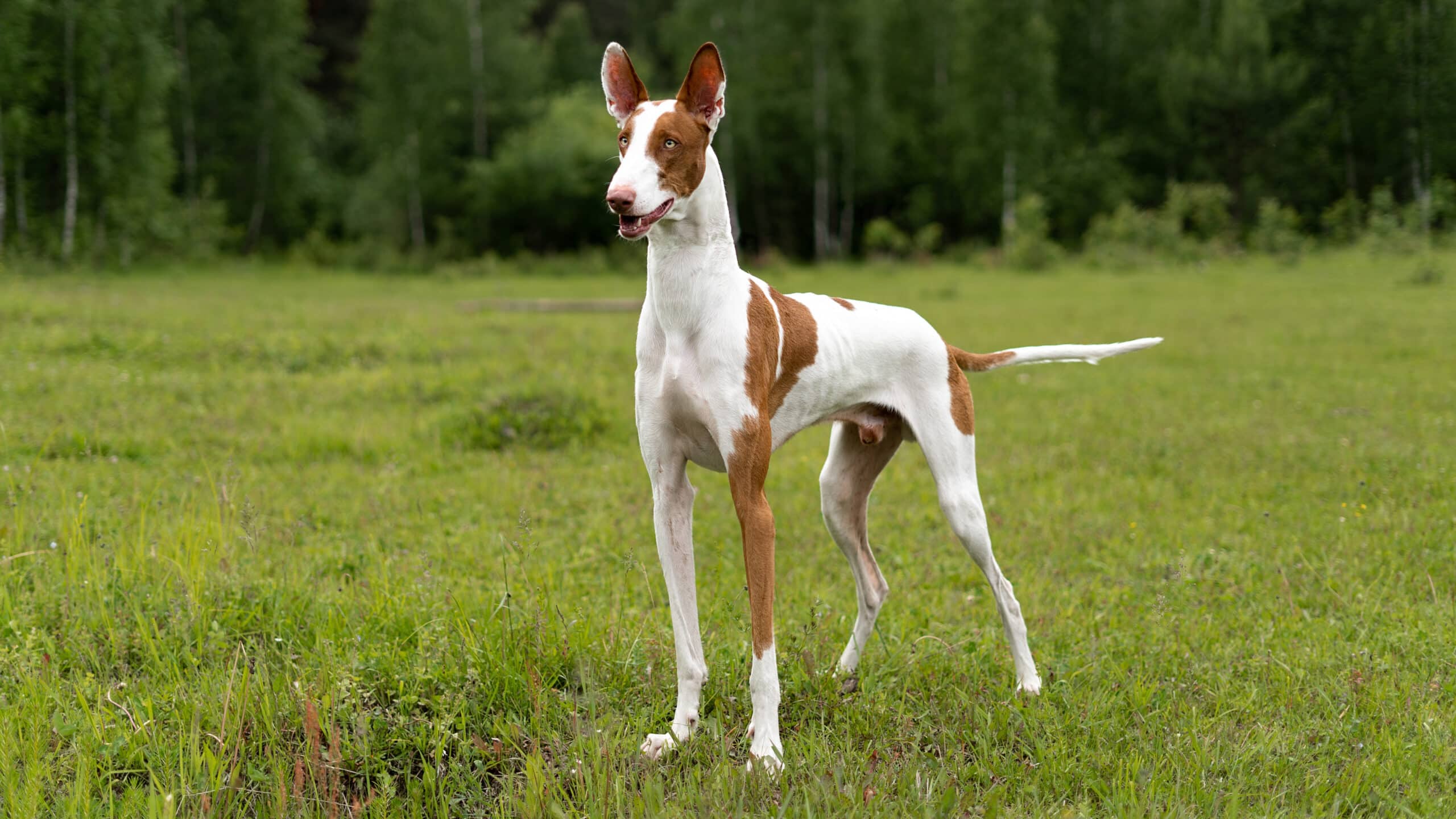 Photo d'un Podenco d'Ibiza