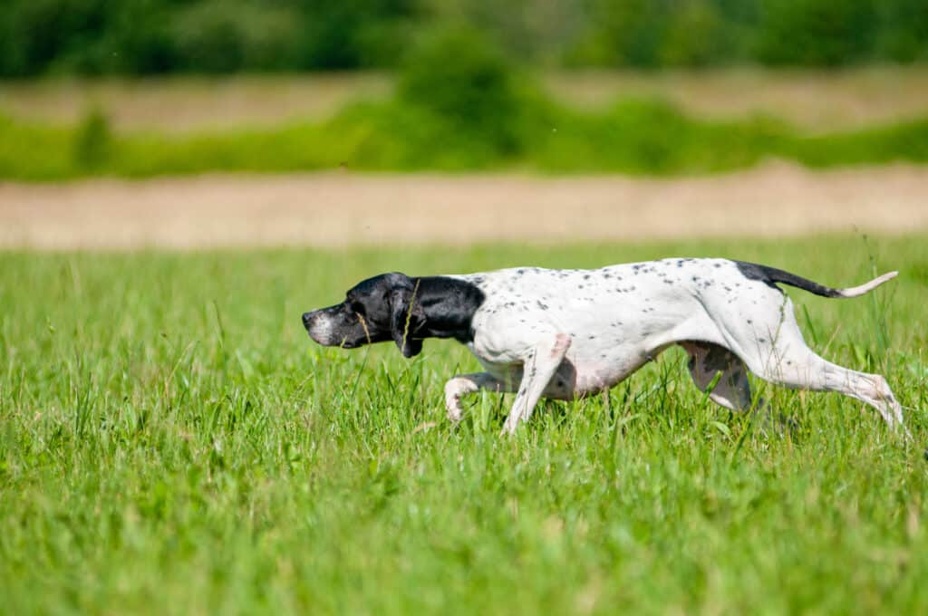 Pointer Anglais : caractère, éducation et santé d&rsquo;un chien d&rsquo;arrêt athlétique