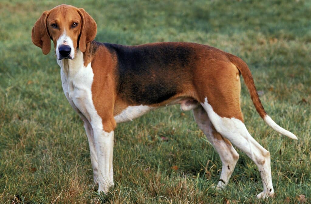 Poitevin : caractère, mode de vie et santé de ce chien courant français