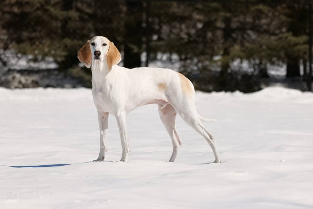 Le Porcelaine : caractère, mode de vie et santé de ce chien courant