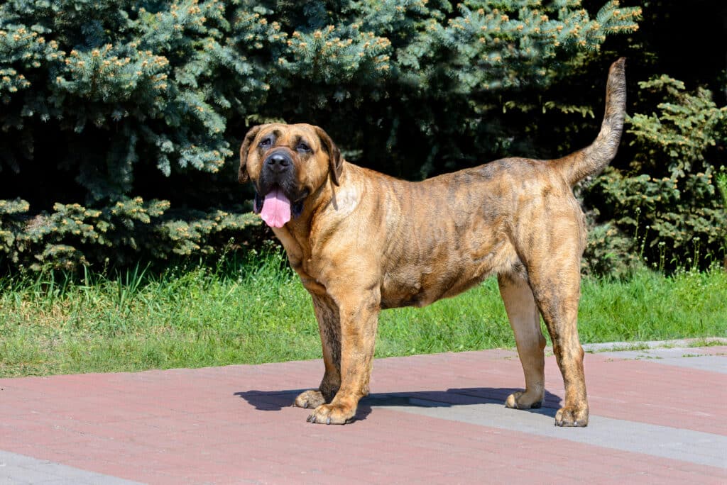 Presa Canario : caractère, éducation, santé et prix de ce molosse des Canaries