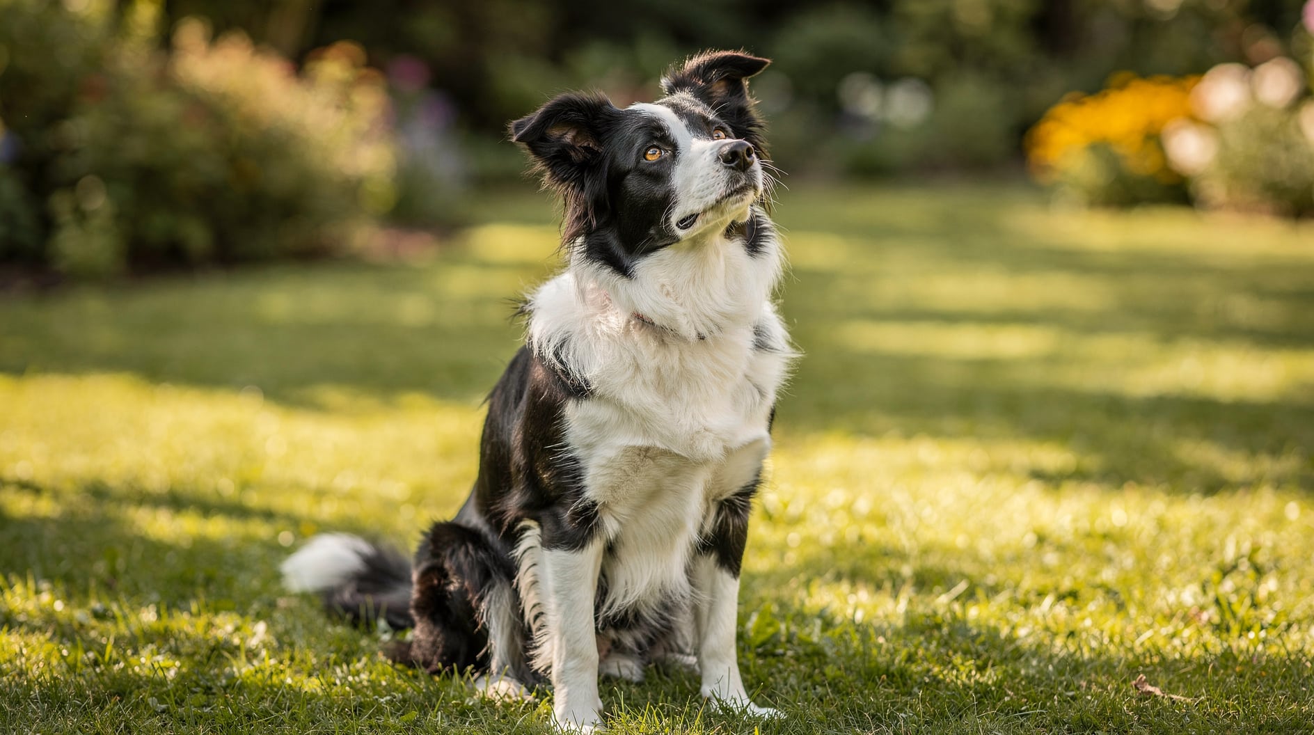 Un border collie assis attentif regarde vers le haut, dans un jardin baigné de lumière naturelle.