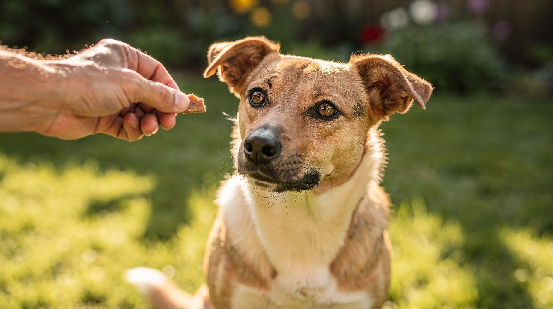 Un chien attentif regardant intensément une friandise présentée devant lui.