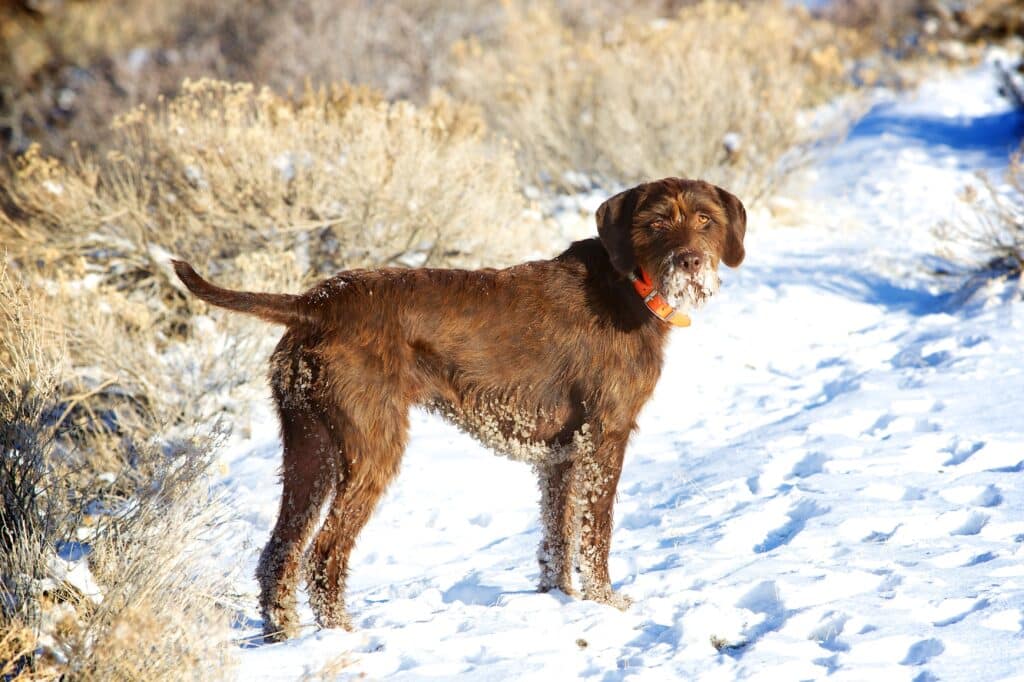 Pudelpointer : caractère, santé et prix de ce chien d&rsquo;arrêt allemand
