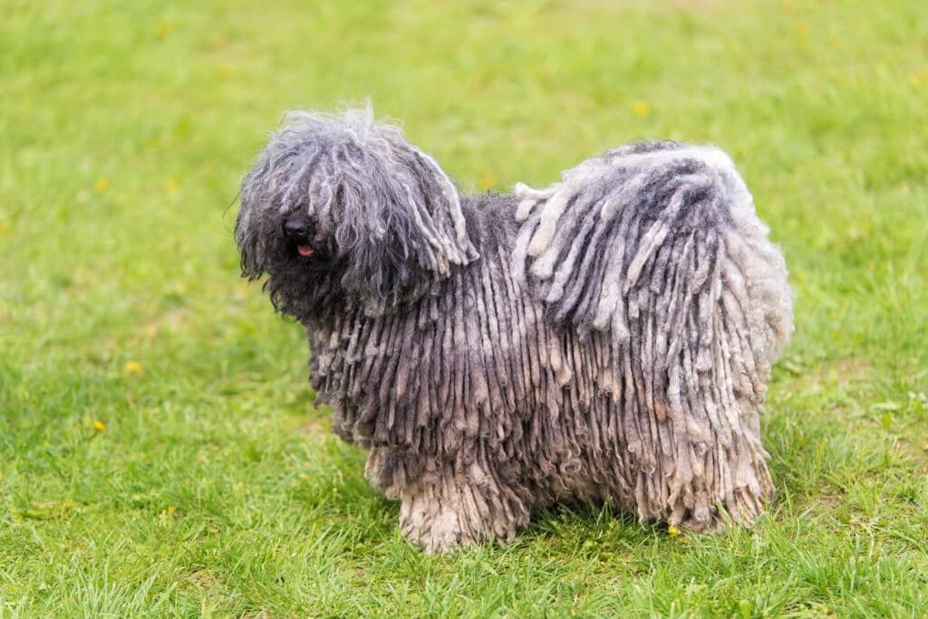 Puli : caractère, éducation et santé de ce berger hongrois à dreadlocks
