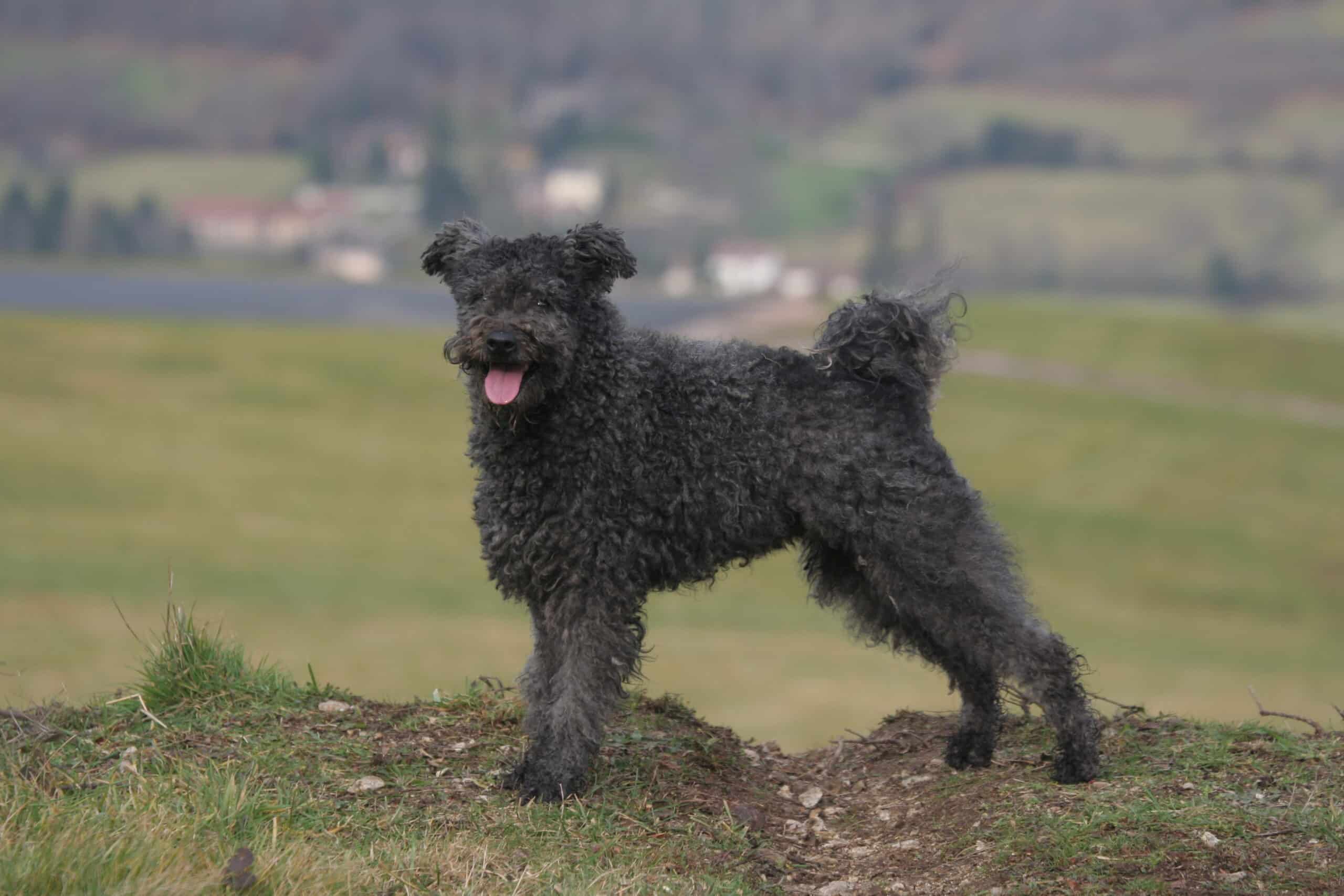 Photo d'un Pumi