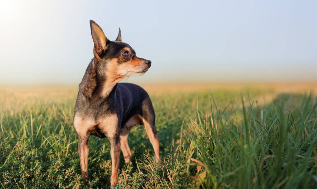 Ratier de Prague : caractère, éducation et santé de ce petit chien tchèque