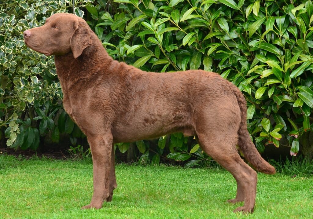 Retriever de la Baie de Chesapeake : caractère, santé et prix de ce chien d&rsquo;eau