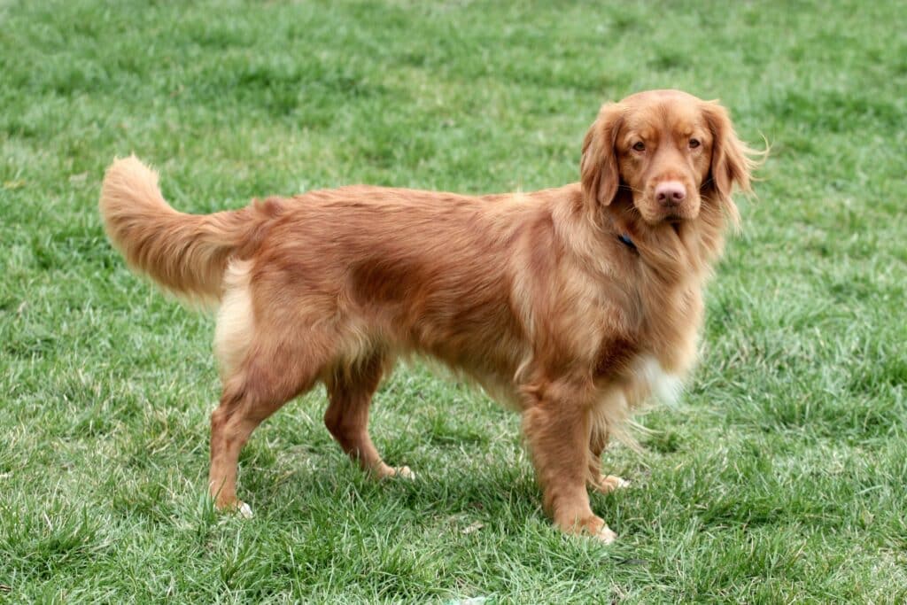 Retriever de la Nouvelle Écosse : caractère, santé et prix de cette race