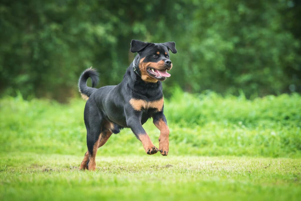 Rottweiler : caractère, éducation, santé et prix de cette race