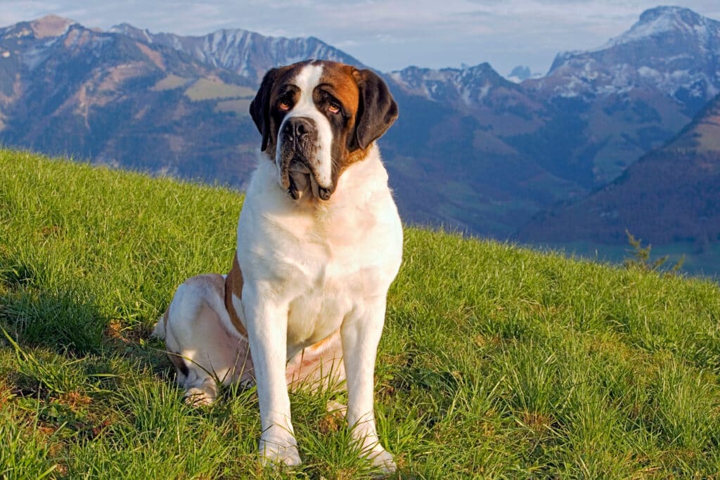 Saint-Bernard : caractère, santé et prix de ce géant suisse