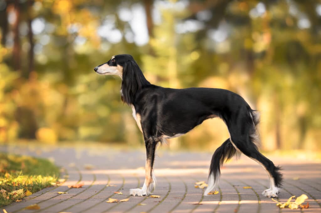 Saluki : caractère, éducation et santé de ce lévrier d&rsquo;exception