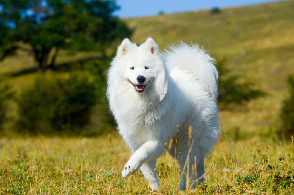 Samoyède : caractère, santé et éducation de ce chien nordique souriant