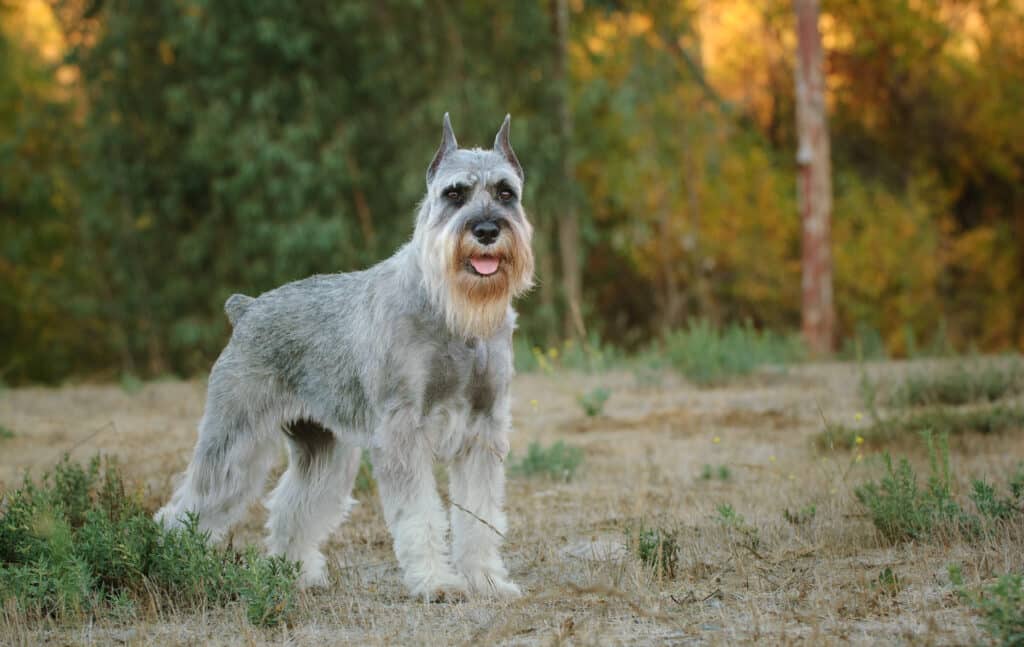 Schnauzer : caractère, éducation et santé de ce chien allemand