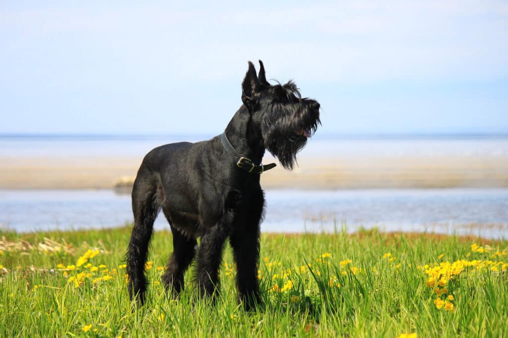 Schnauzer Géant : caractère, éducation et santé d&rsquo;un grand gardien polyvalent
