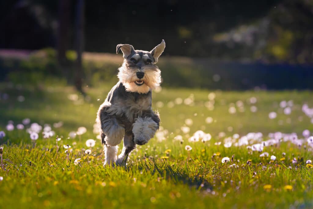 Schnauzer Nain : caractère, éducation et prix de ce petit chien allemand