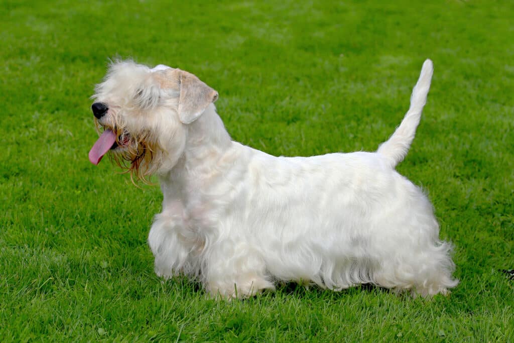 Sealyham Terrier : caractère, éducation et prix de ce terrier gallois
