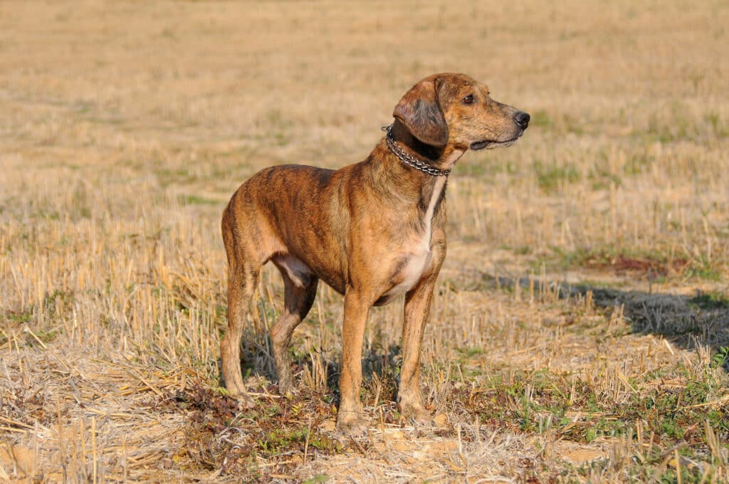 Segugio Maremmano : caractère, mode de vie et conseils pour cette race de chasse italienne
