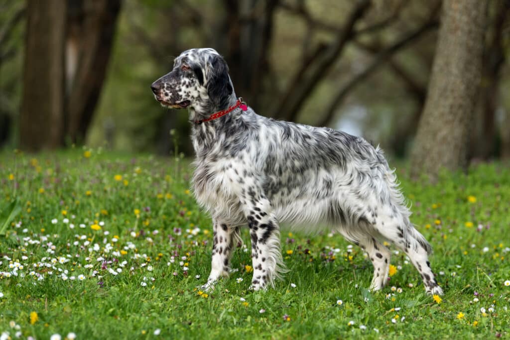 Setter Anglais : caractère, santé et prix de ce chien d&rsquo;arrêt