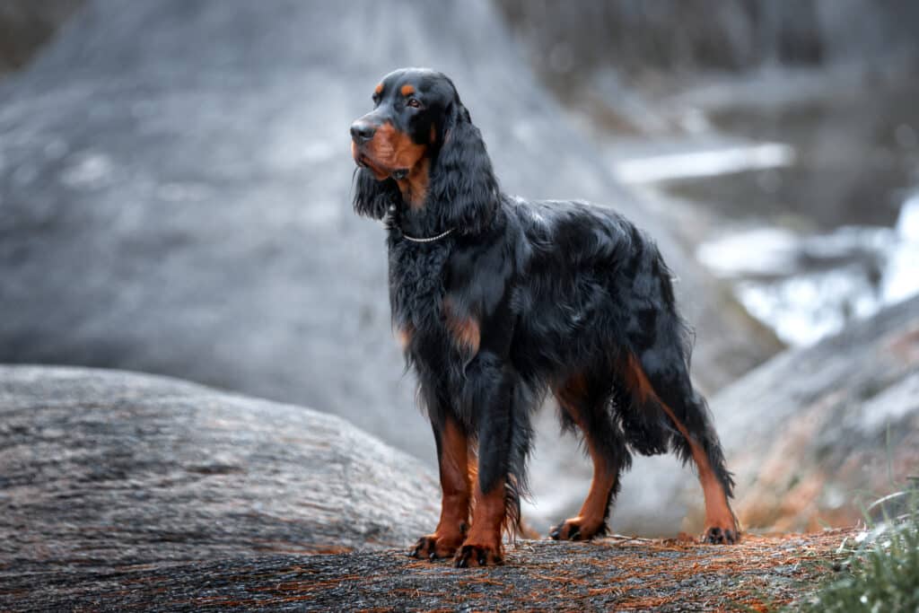 Setter Gordon : caractère, santé et prix de ce chien de chasse écossais