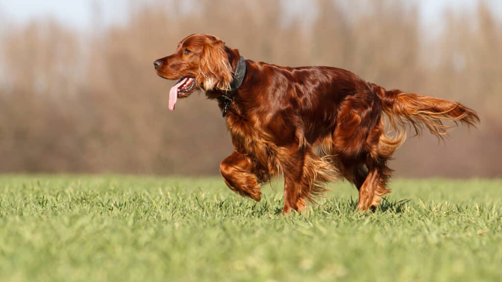 Setter Irlandais Rouge : caractère, éducation, santé et prix de la race