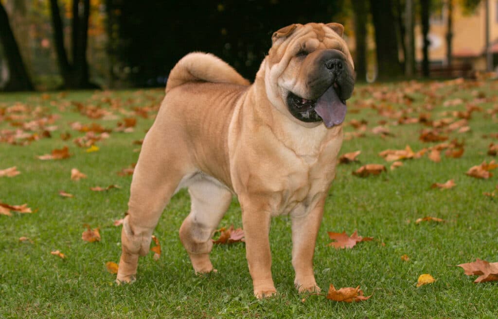 Shar Pei : caractère, santé et éducation de ce chien à plis