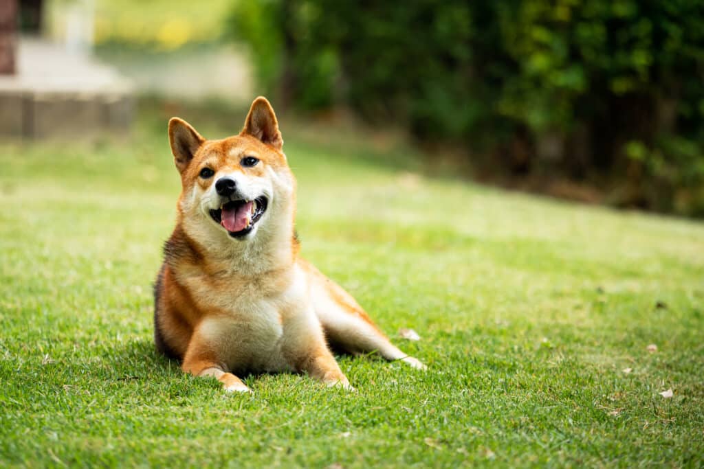 Shiba Inu : caractère, éducation et prix de ce chien japonais