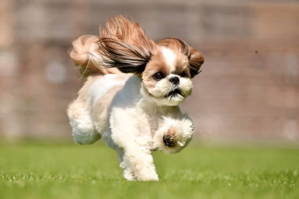 Shih Tzu : caractère, santé, entretien et prix de ce petit chien tibétain