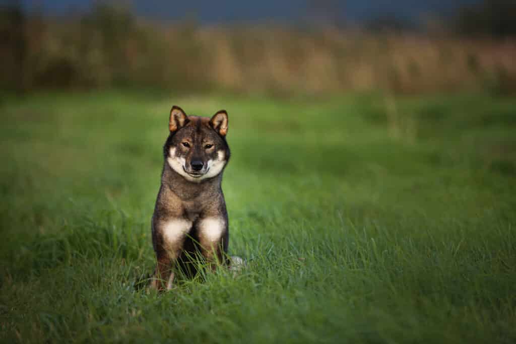 Shikoku : caractère, mode de vie et prix de ce chien japonais