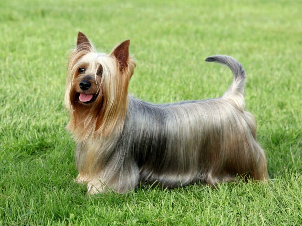Silky Terrier : caractère, éducation et entretien de ce petit terrier australien