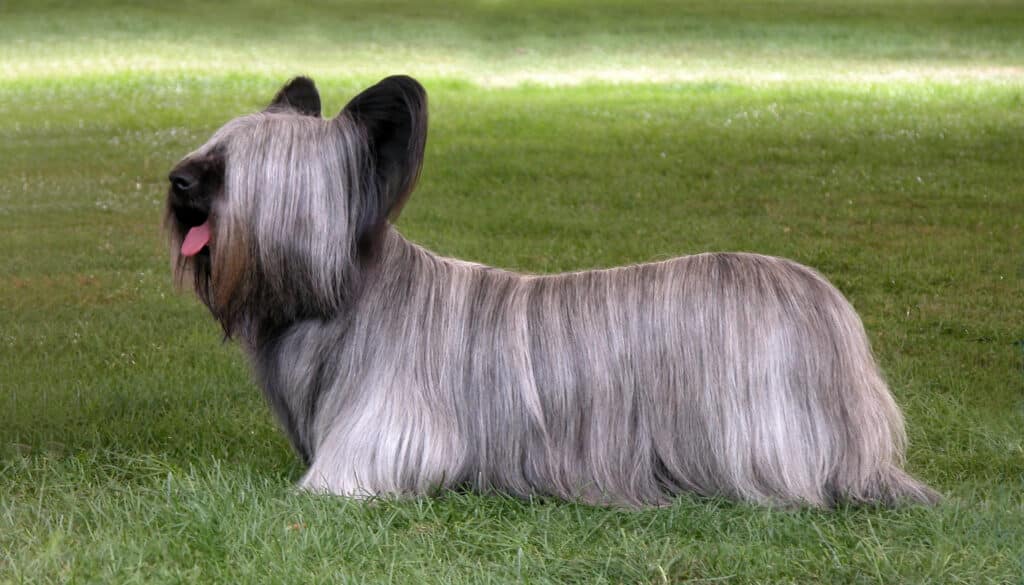 Skye Terrier : caractère, santé et entretien de ce terrier écossais