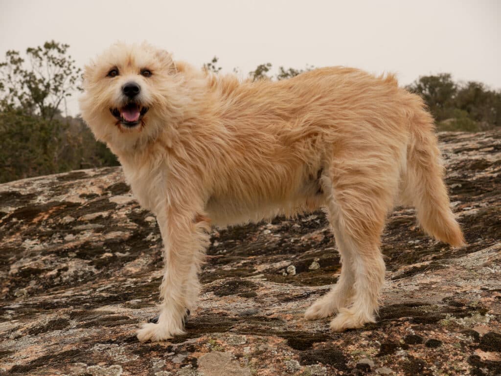 Smous des Pays-Bas : caractère, éducation et santé de ce chien hollandais