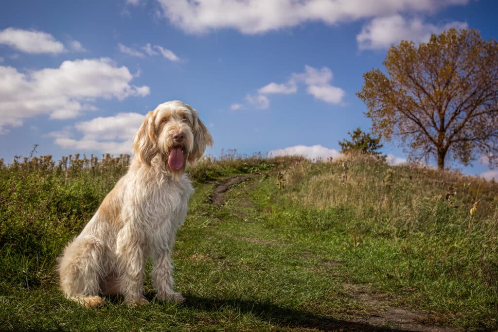 Spinone : caractère, santé et prix de ce chien d&rsquo;arrêt italien