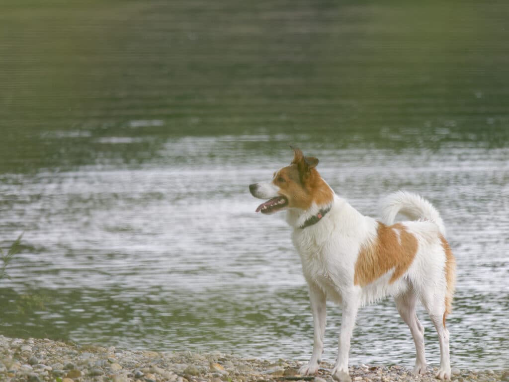 Spitz de Norrbotten : caractère, santé et prix de cette race nordique