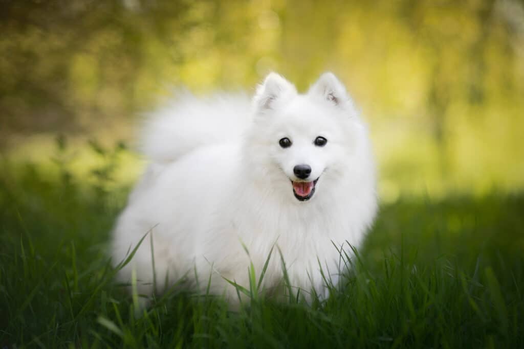Spitz Japonais : caractère, santé et prix de ce petit chien blanc