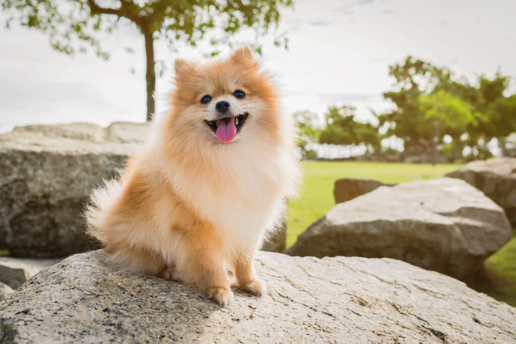Spitz Nain : caractère, santé et prix de ce petit chien vif