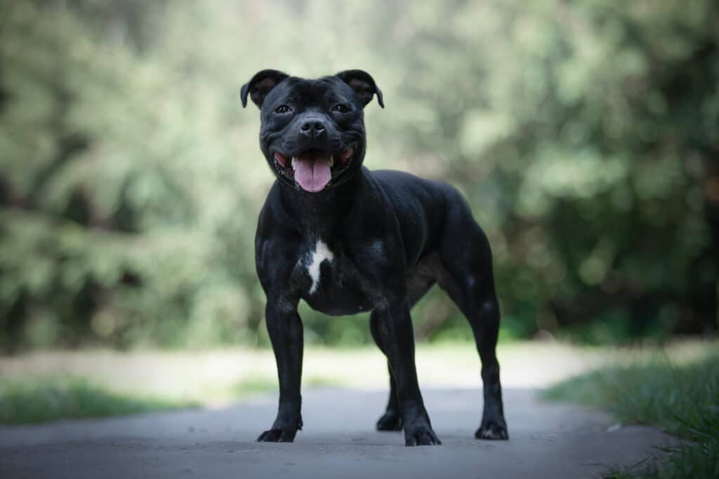 Staffordshire Bull Terrier : caractère, éducation et prix de cette race