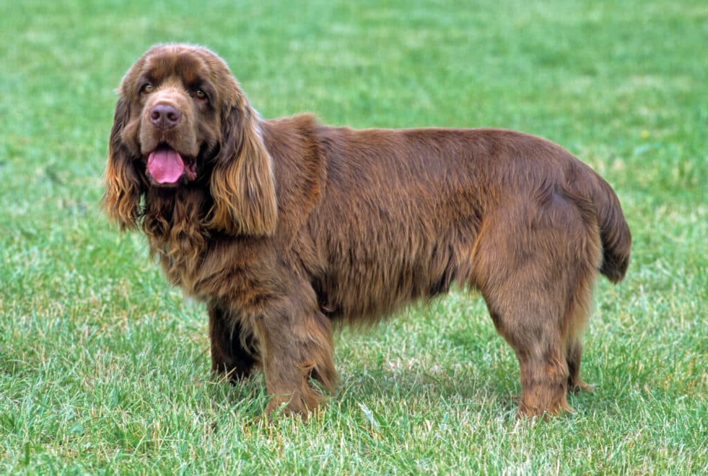 Sussex Spaniel : caractère, santé et prix de cet épagneul anglais