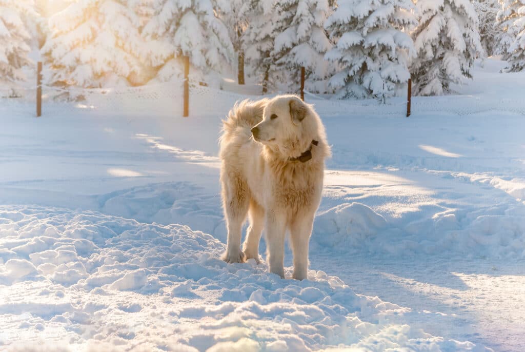 Tchouvatch Slovaque : caractère, éducation, santé et prix de ce chien de montagne