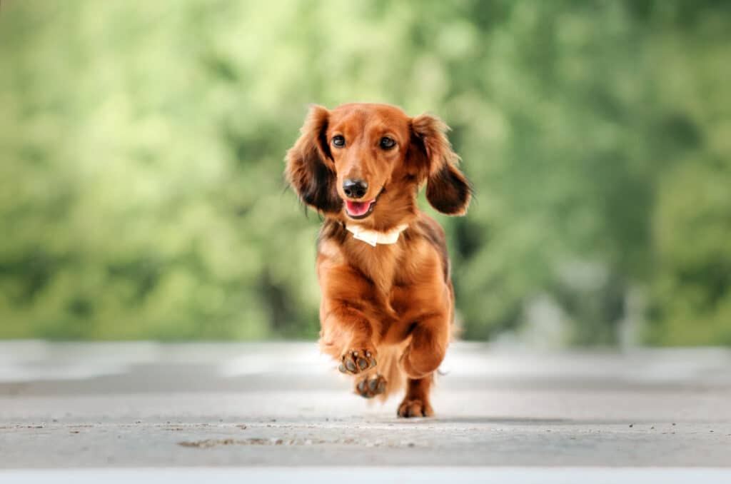 Teckel : caractère, éducation, santé et prix d&rsquo;un chien hors normes