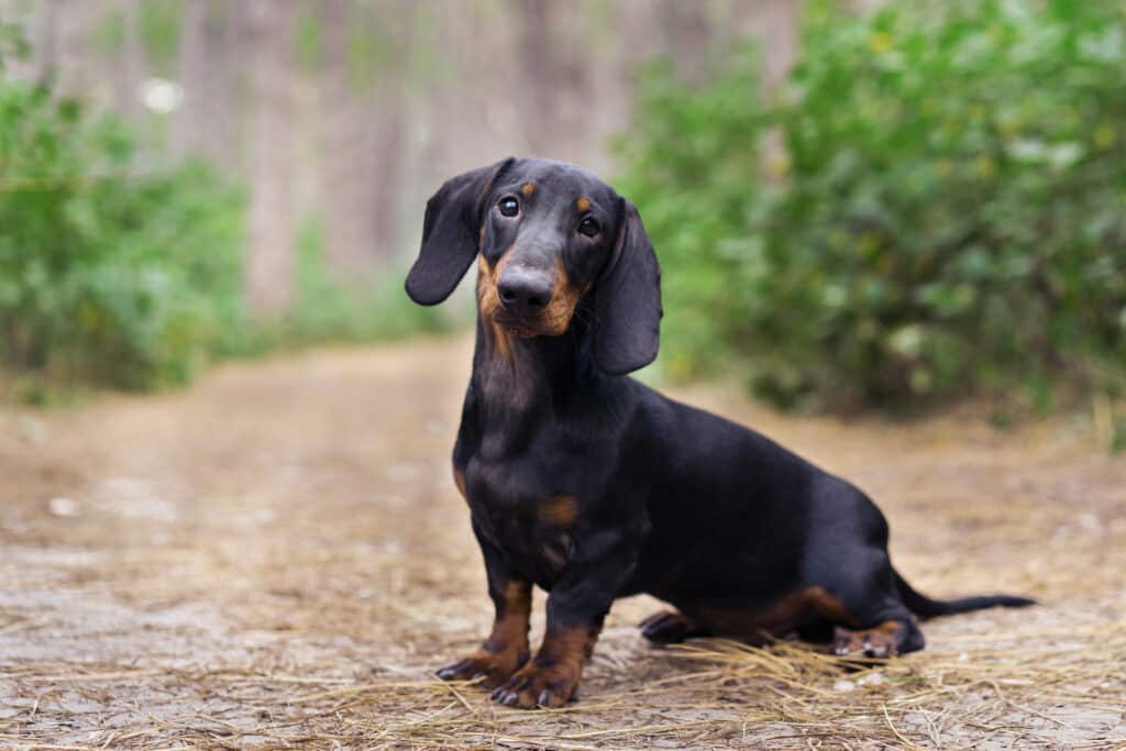 Teckel Nain : caractère, santé et prix de ce petit chien de chasse