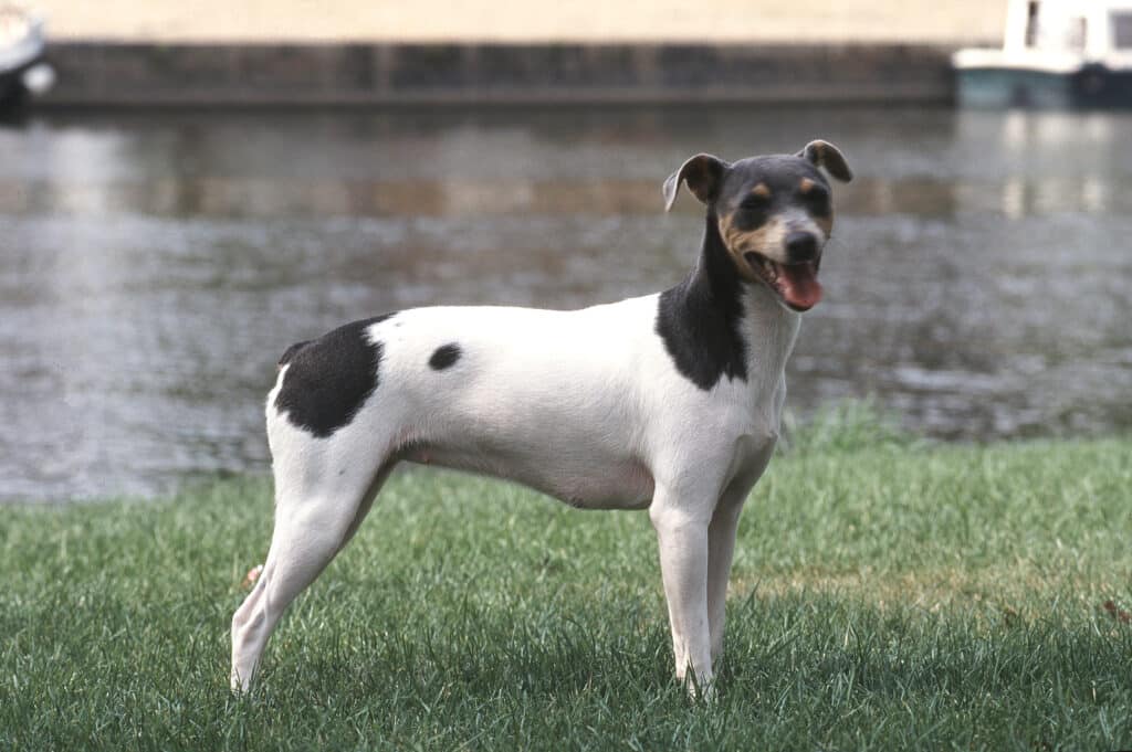 Terrier Brésilien : caractère, éducation et prix de cette race vive