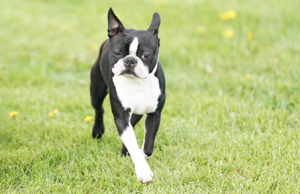 Terrier de Boston : caractère, santé et prix de ce petit compagnon