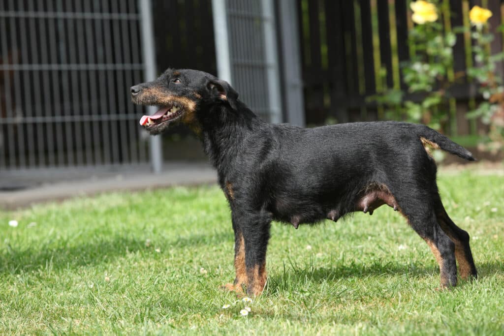 Terrier de Chasse Allemand : caractère, éducation et santé d&rsquo;un terrier tenace