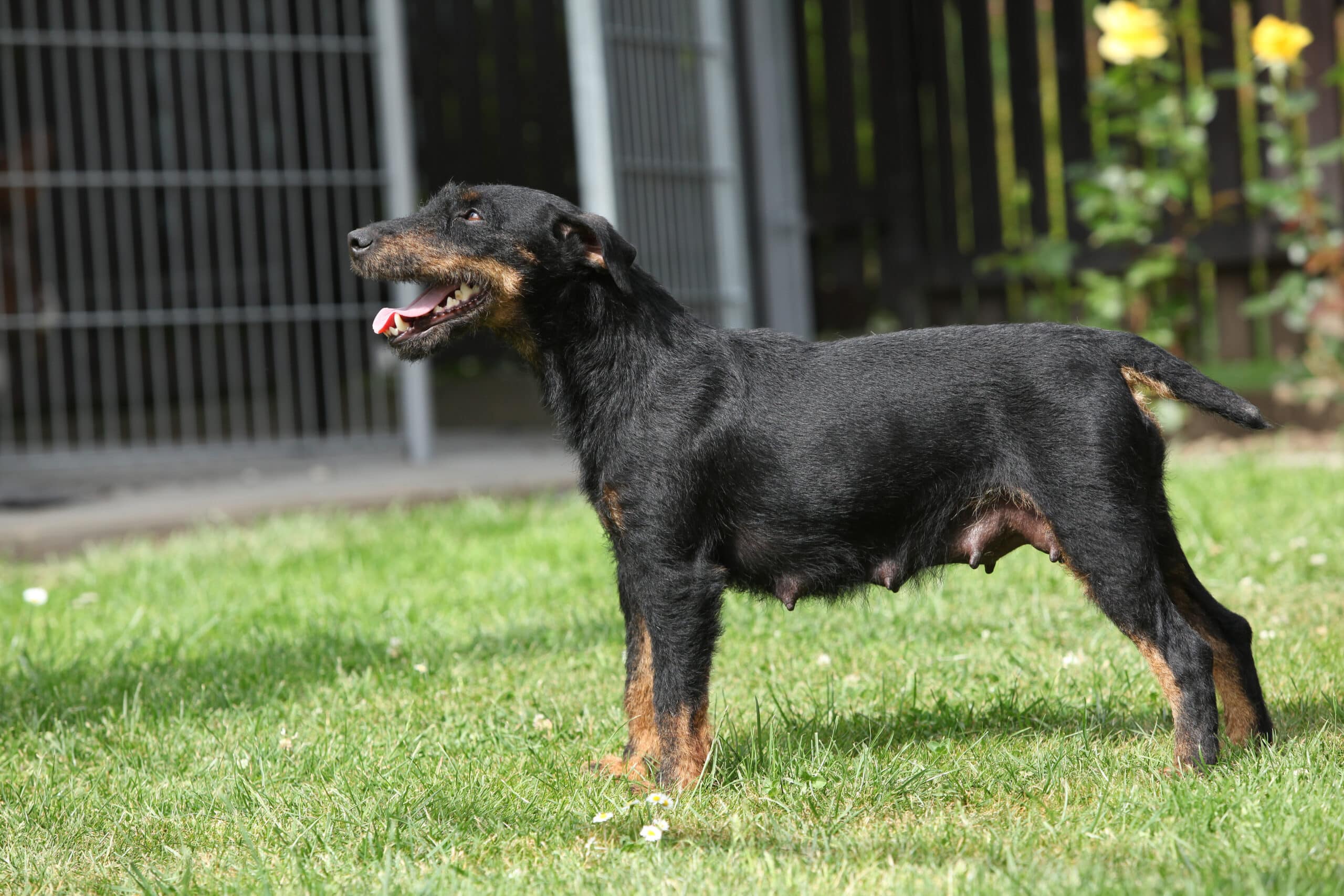 Photo d'un Terrier de Chasse Allemand