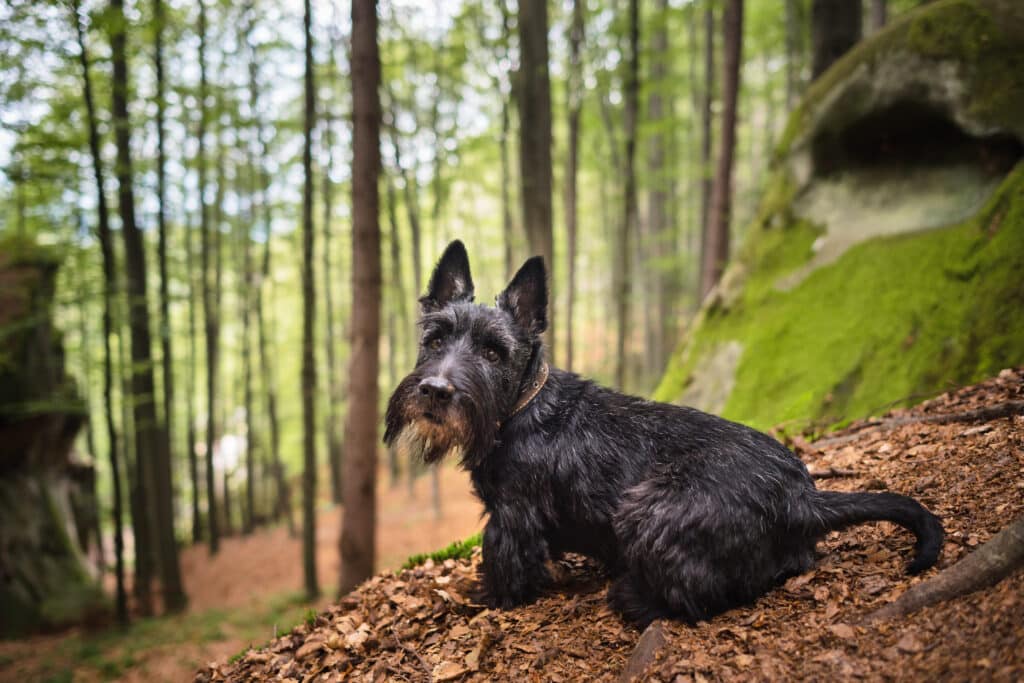Terrier Écossais : caractère, santé et prix de cette race