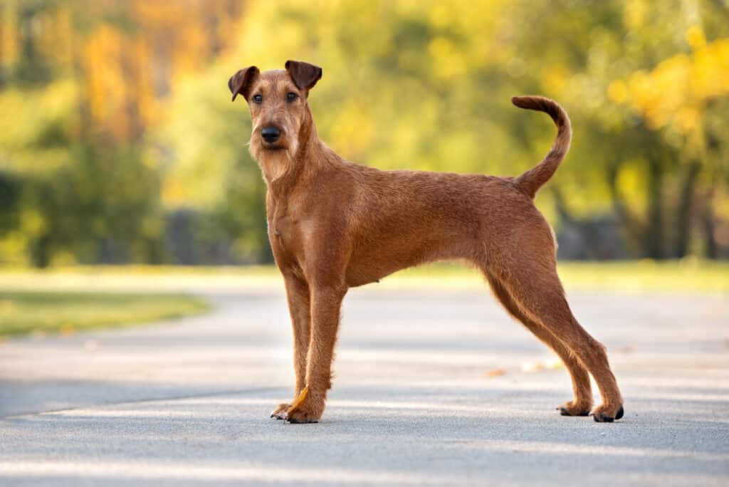 Terrier Irlandais : caractère, éducation et santé de cette race