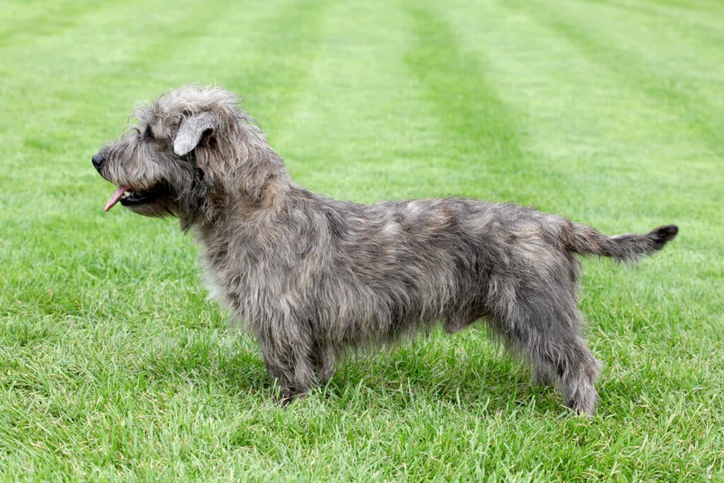 Terrier Irlandais Glen Of Imaal : caractère, santé et prix de cette race