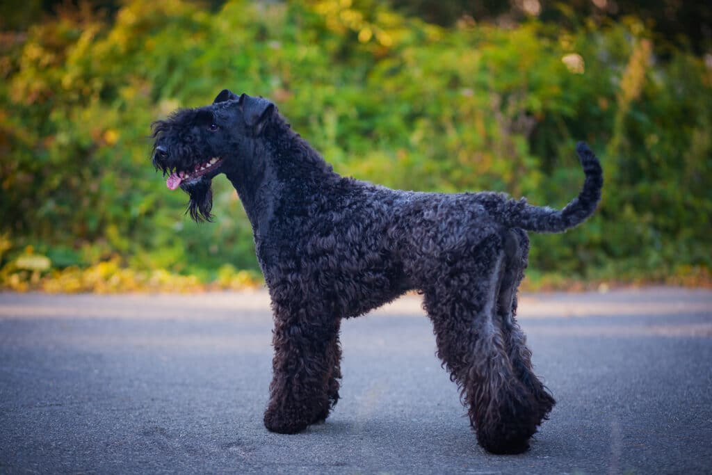 Terrier Kerry Blue : caractère, éducation et santé de cette race irlandaise